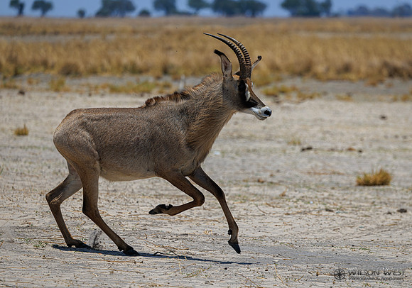 Roan Antelope