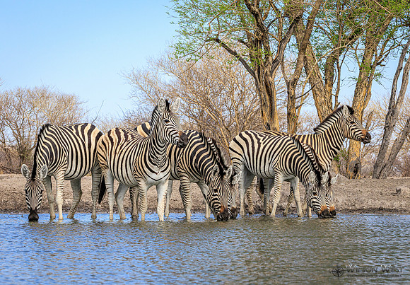 Burchell's Zebra