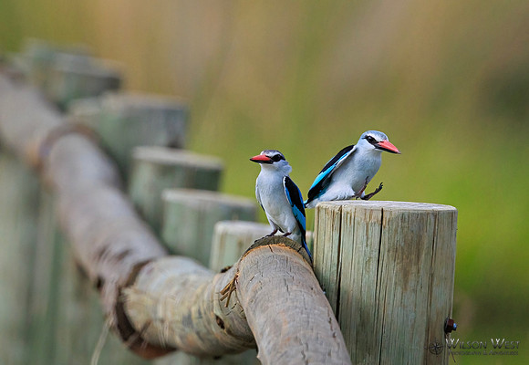 Woodland Kingfisher