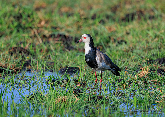 Long-toed Lapwing