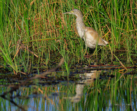 Squacco Heron
