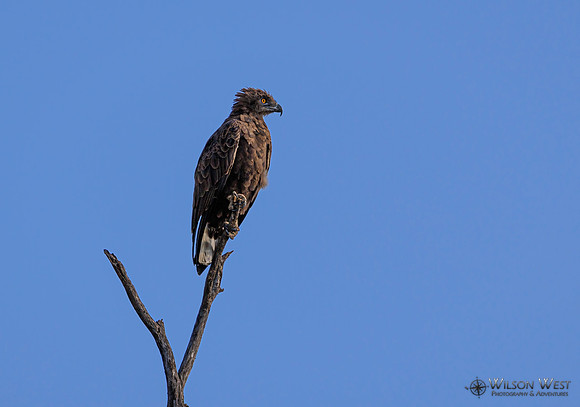 Brown Snake-eagle