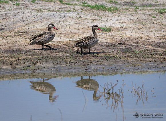 Red-billed Teal