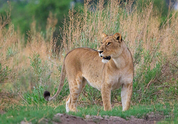 Lion