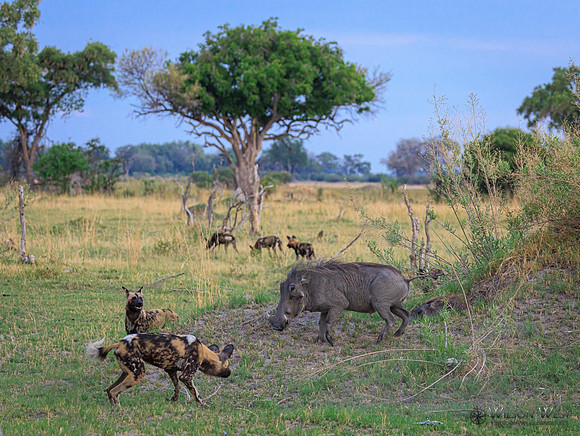 African Wild Dog, Warthog