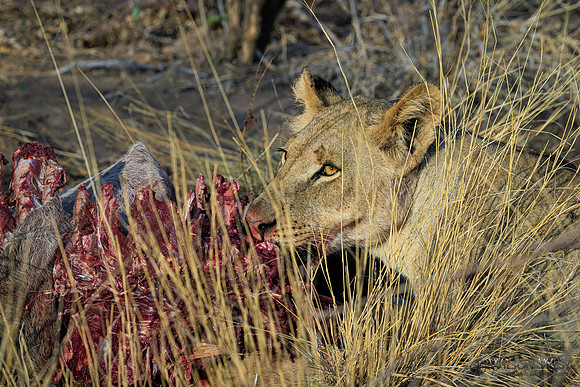 Lions eating a kudu