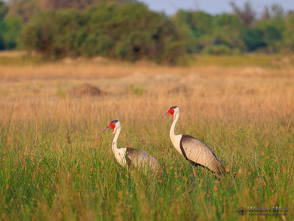 Wattled Crane
