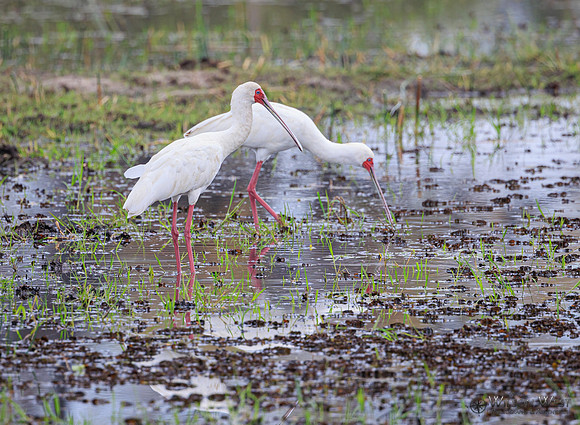 African Spoonbill