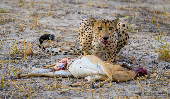 Cheetah