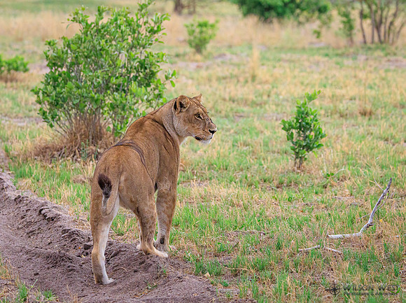 Lion