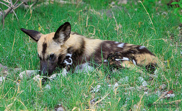 African Wild Dog