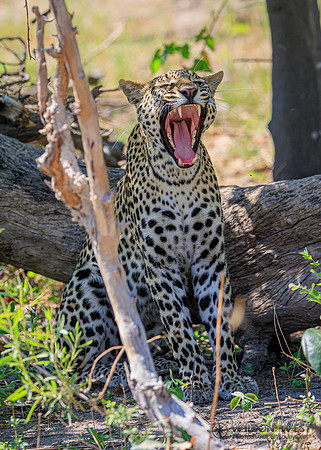 Leopard
