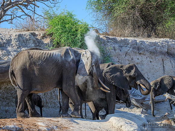 Elephant