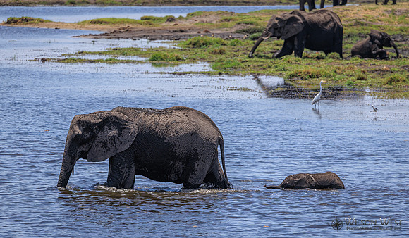 Elephant