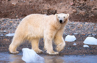 Svalbard 2024