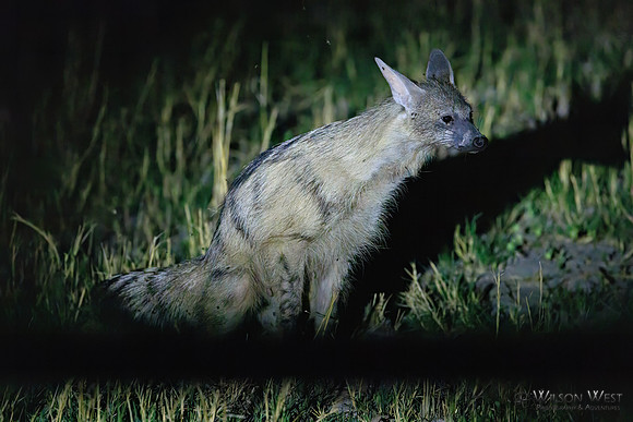 Aardwolf