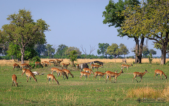 Red Lechwe