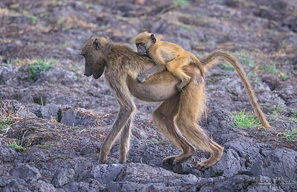 Baboon