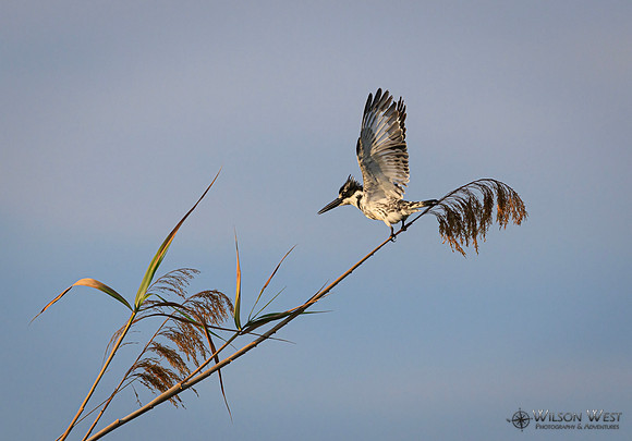 Pied Kingfisher