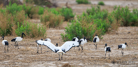 Sacred Ibis