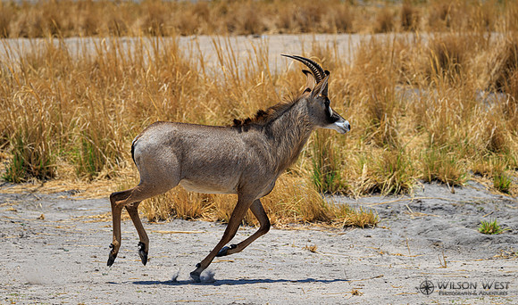Roan Antelope