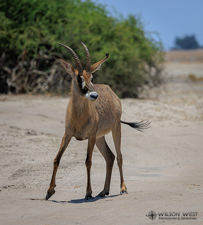 Roan Antelope