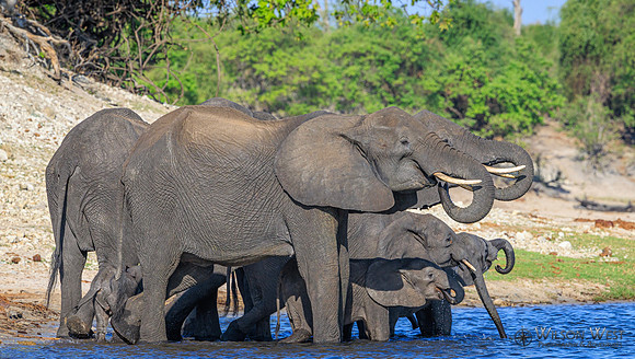 Elephant