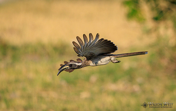 Gray Hornbill