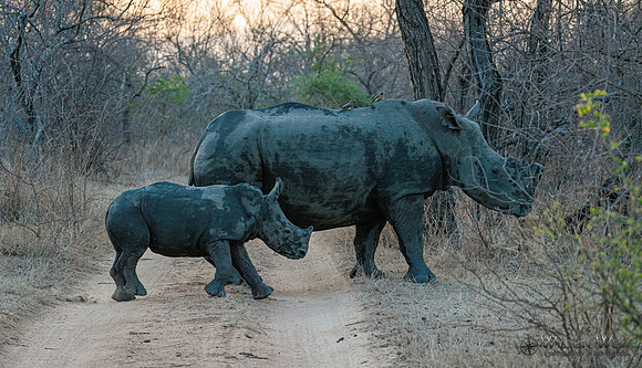 White Rhinoceros
