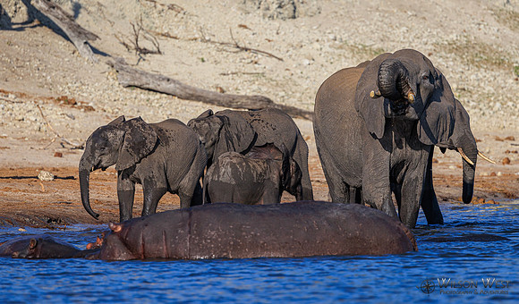 Elephant