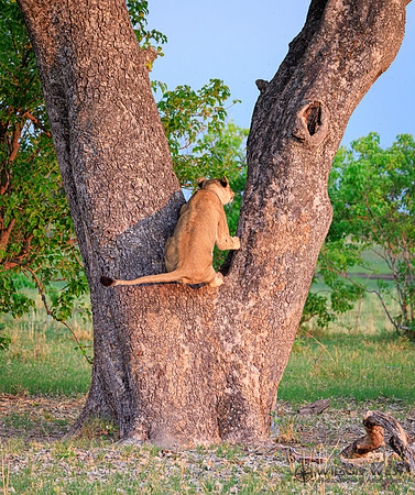 Lion