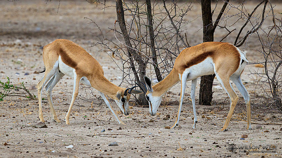 Springbok