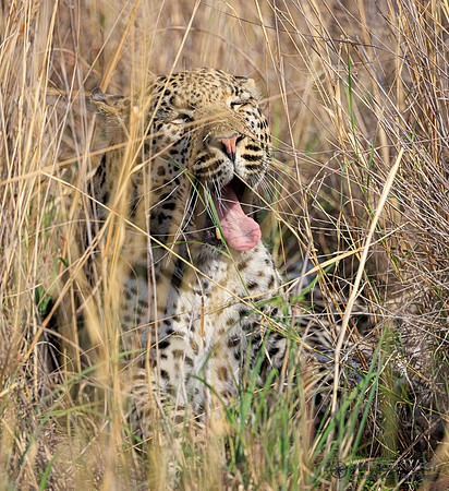 Leopard