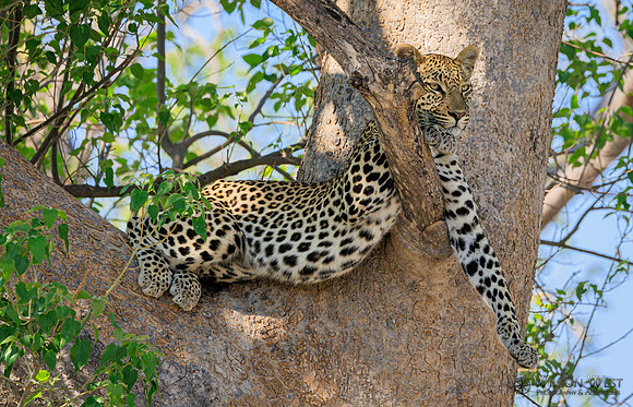Leopard