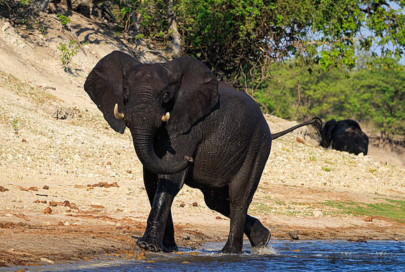 Elephant