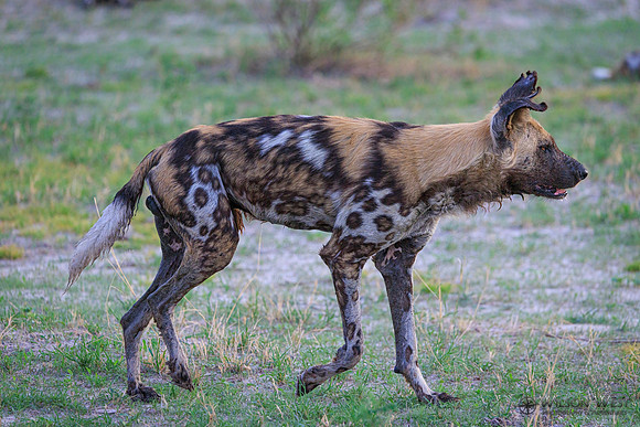 African Wild Dog