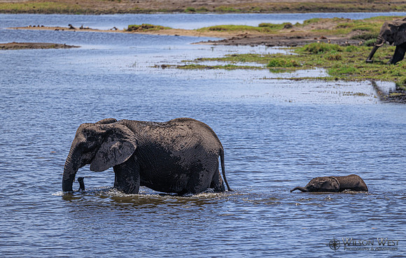 Elephant