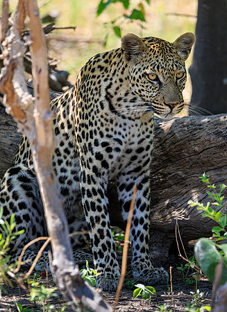 Leopard