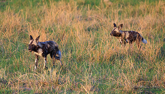 African Wild Dog