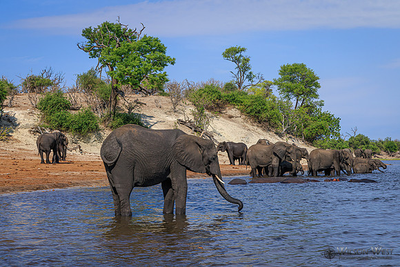 Elephant