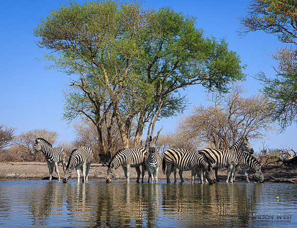 Burchell's Zebra