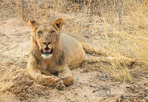 Lion