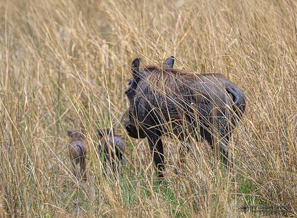 Warthog