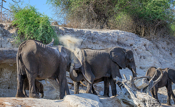 Elephant