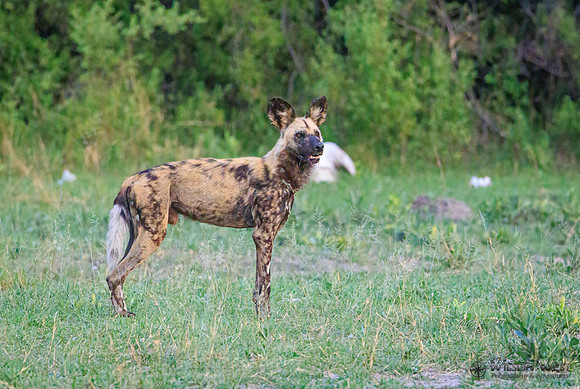 African Wild Dog