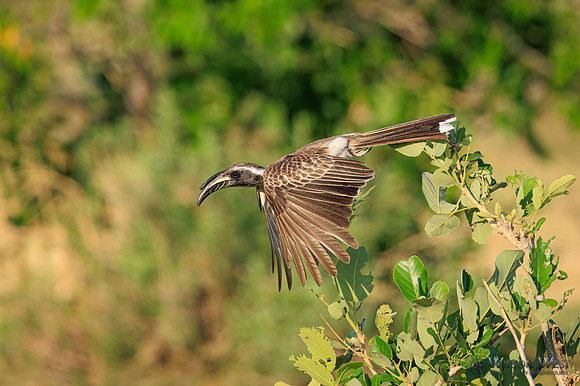 Gray Hornbill