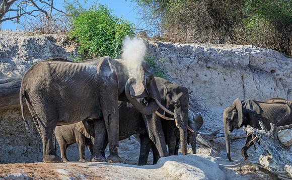 Elephant