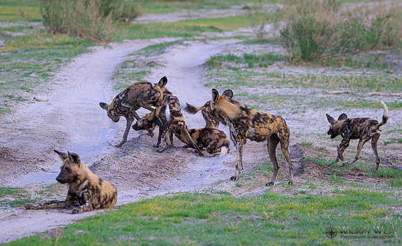 African Wild Dog