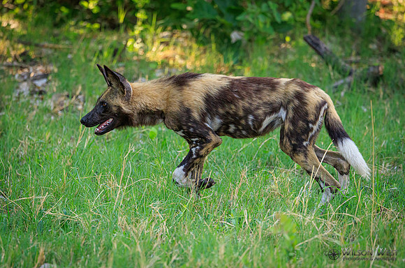 African Wild Dog