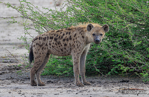 Spotted Hyena